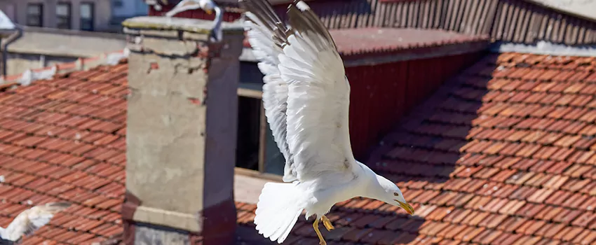 Residential Chimney Animal Removal Solution in Erie, CO