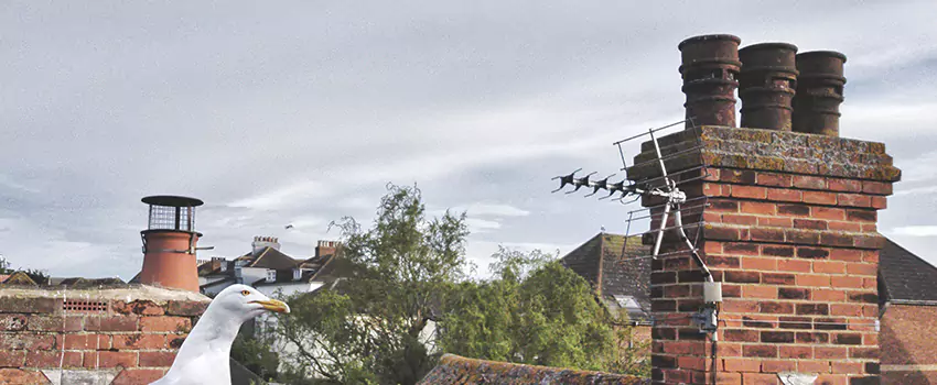 Chimney Cleaning And Restoration in Erie, Colorado
